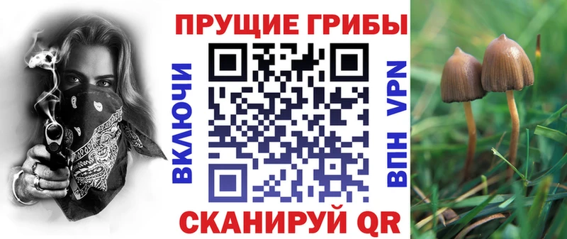 магазин  наркотиков  Волгоград  Псилоцибиновые грибы прущие грибы 